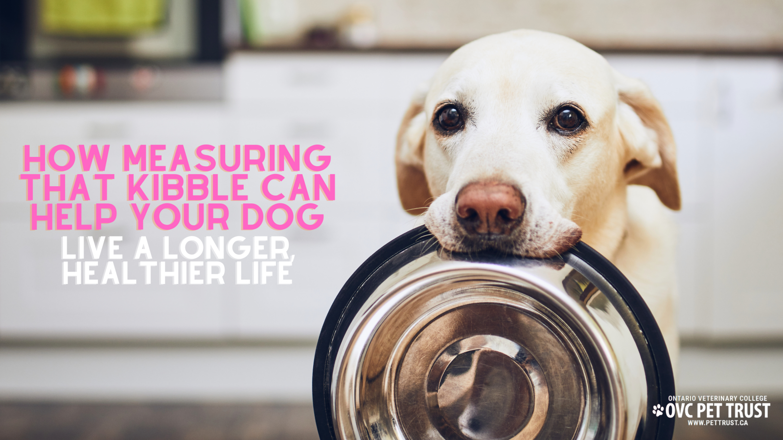 How Can You Make Your Dog Live Longer